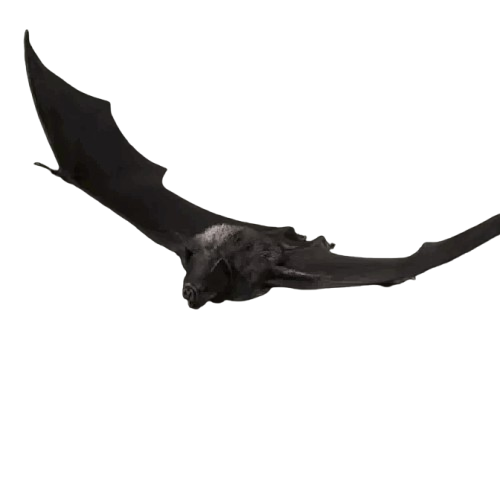 Vampire Bat